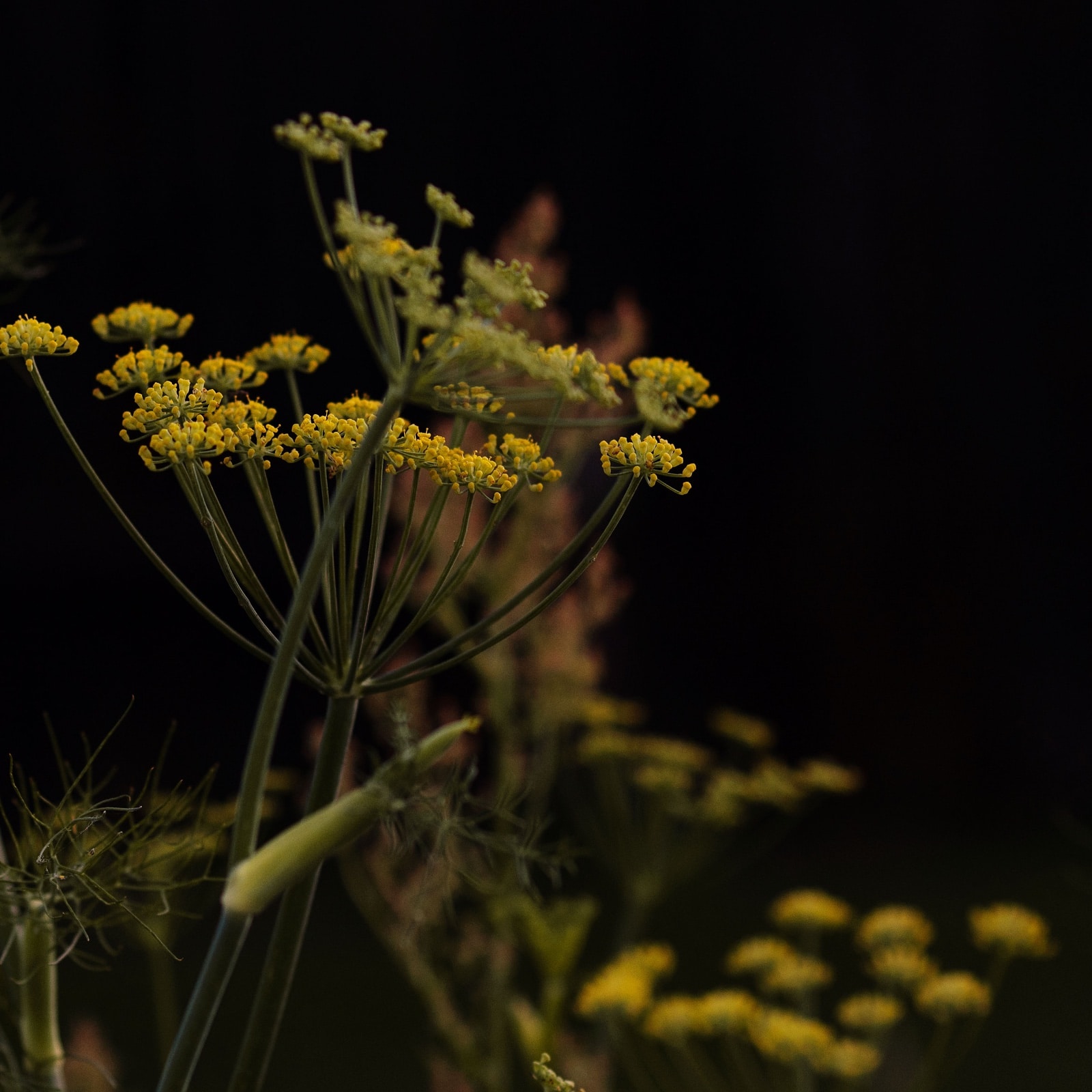 Pflanze mit gelben Blüten mit schwarzem Hintergrund