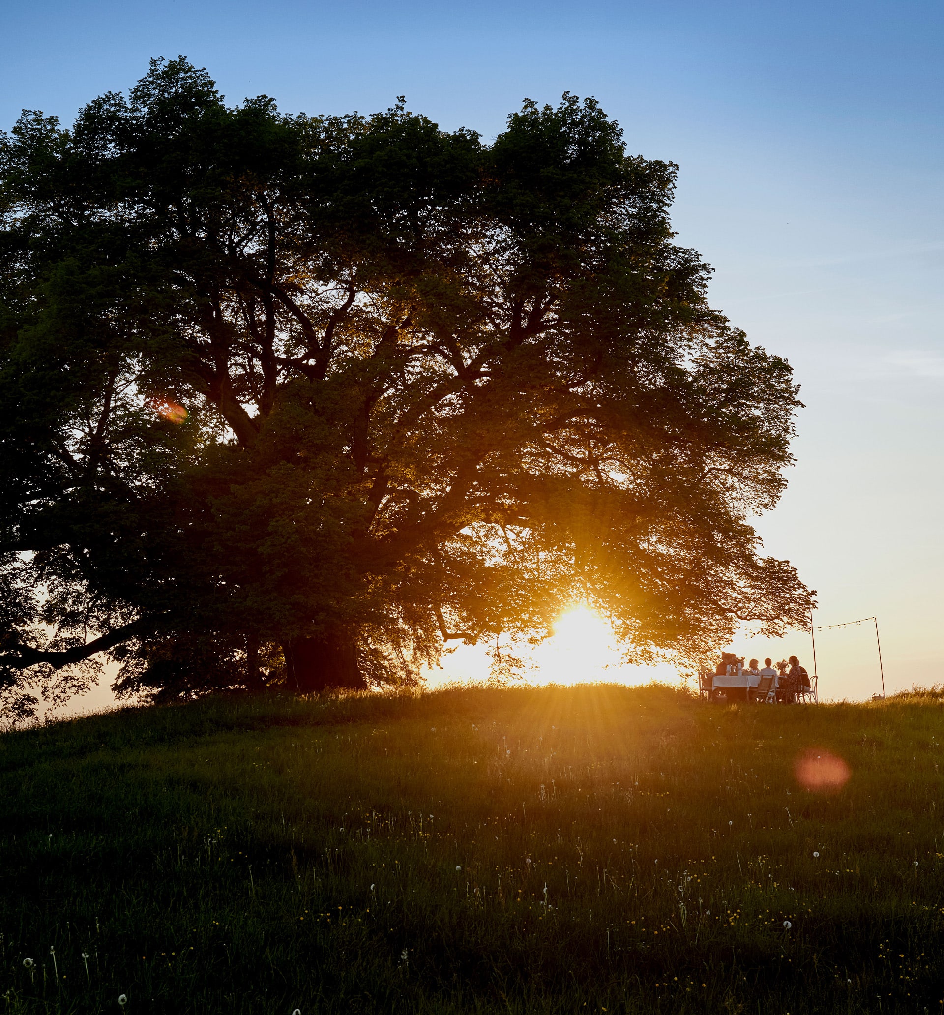 Ein Baum während dem Sonnenuntergang unter dem eine Familie sitzt
